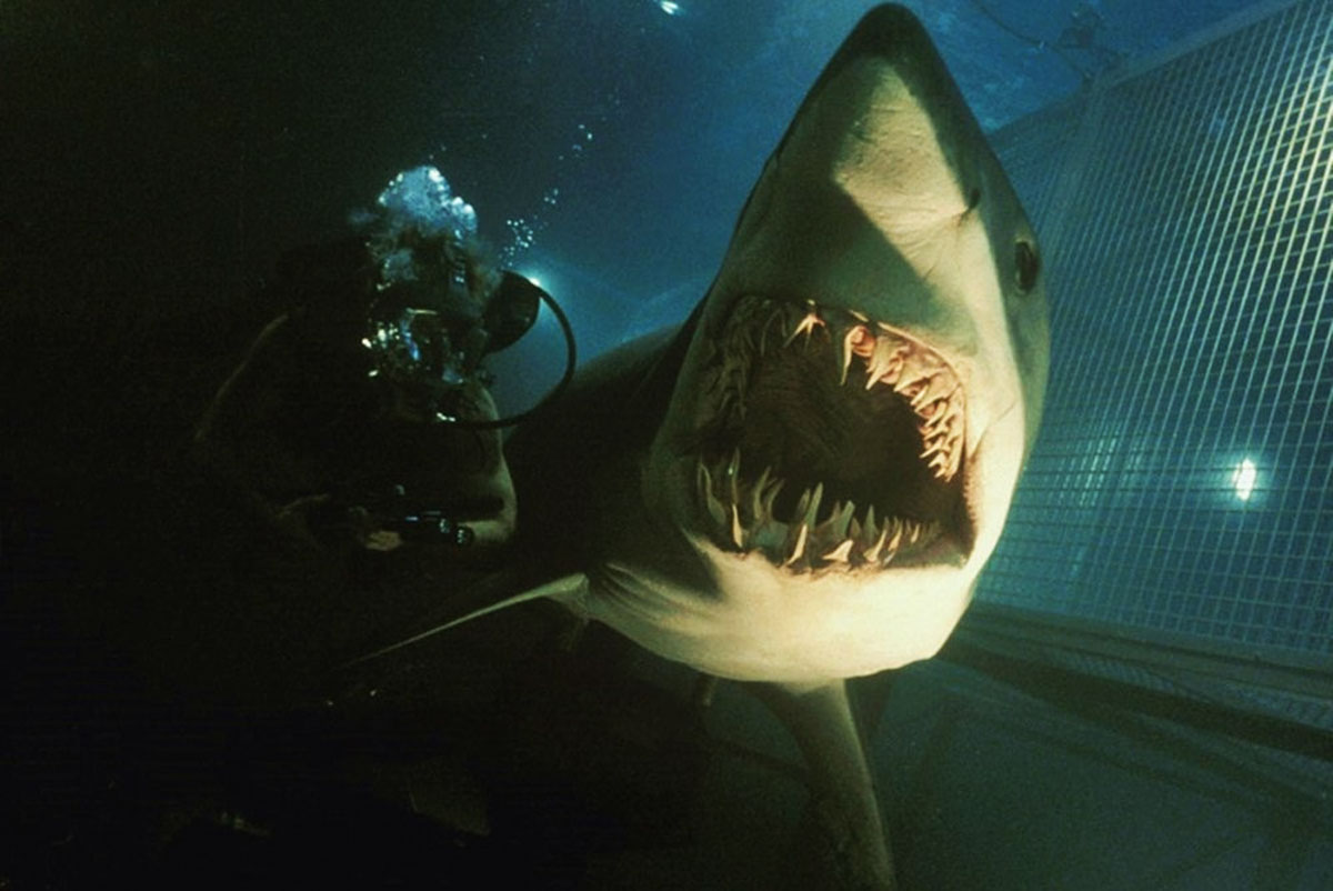 The Water is Not Safe: How Hollywood Made Us Afraid of Sharks | Dead ...